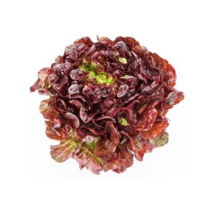 Lechuga hoja de roble roja